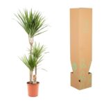Dracaena plant in a terracotta pot placed next to a tall cardboard plant shipping box.