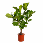 Potted ficus tree with glossy green oval leaves in a terracotta pot on a white background.