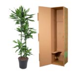 Dracaena plant in a black pot beside an open tall cardboard shipping box.