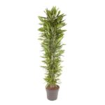 Tall indoor potted plant with dense, glossy green leaves in a gray pot.
