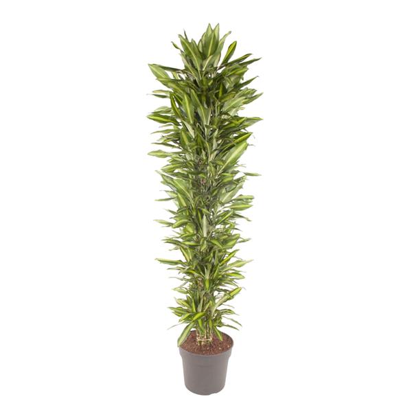 Tall indoor potted plant with dense, glossy green leaves in a gray pot.