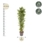 Tall potted plant with a vertical ruler showing height about 200–220 cm and a base diameter of ~40 cm; care icons indicate half shade and watering weekly.