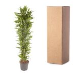 Tall potted leafy plant beside a brown cardboard box on a white background.