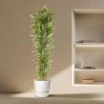 Tall potted plant with green leaves sits on the floor beside a built-in wall shelf with a laptop and books.