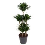 Tall potted dracaena plant with several trunks and dark green, pointed leaves in a gray pot of soil