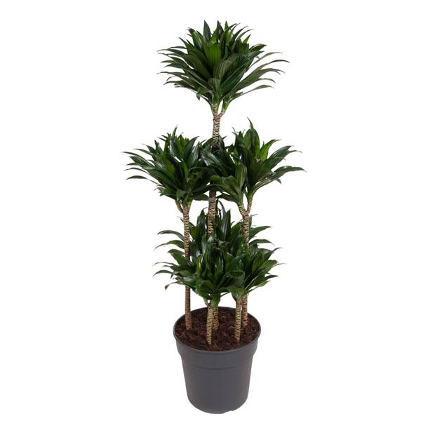 Tall potted dracaena plant with several trunks and dark green, pointed leaves in a gray pot of soil