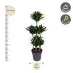 Tall potted leafy plant with three trunks in a grey pot; height 120–140 cm and diameter Ø 31 cm, with care icons for half-shade and weekly watering nearby