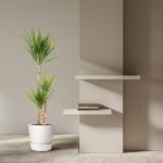 Tall green plant in a white pot stands beside a beige wall with two white floating shelves and a small stack of books on the lower shelf.