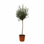 Olive tree in a terracotta pot with a slender trunk and dense green foliage.