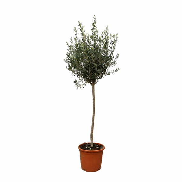 Olive tree in a terracotta pot with a slender trunk and dense green foliage.