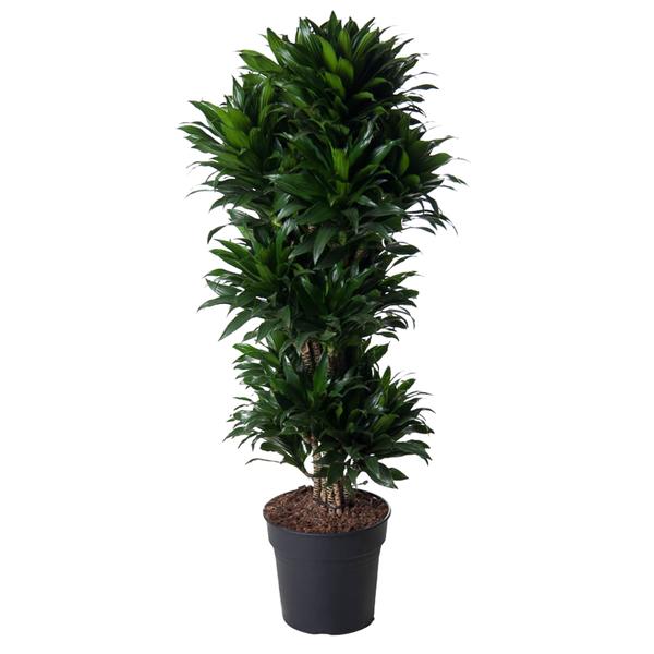 Tall potted green houseplant with glossy leaves and multiple trunks in a black pot