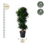 Tall potted plant about 130–150 cm in height in a dark pot; left shows a vertical ruler and a circle indicating 130–150 cm, bottom circle shows diameter 53 cm; care icons indicate half shade and water about once per week.