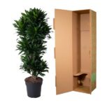 Tall green leafy potted plant beside an open cardboard shipping box to the right