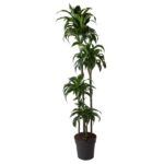 Tall potted dracaena plant with multiple slender stems and glossy green leaves in a black pot