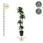 Tall potted plant with height guide showing 160–180 cm and pot diameter 27 cm; care notes indicate half shade and X per week watering.