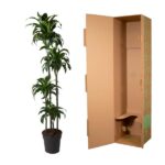 Tall dracaena plant in a pot beside an open cardboard shipping box, both on a white background.