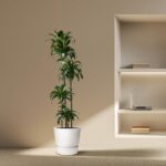 Tall indoor plant in a white pot placed on a beige floor beside a recessed wall bookshelf with a laptop and books on the shelves.