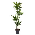 Tall indoor potted plant with several slim trunks and glossy green leaves in a black pot