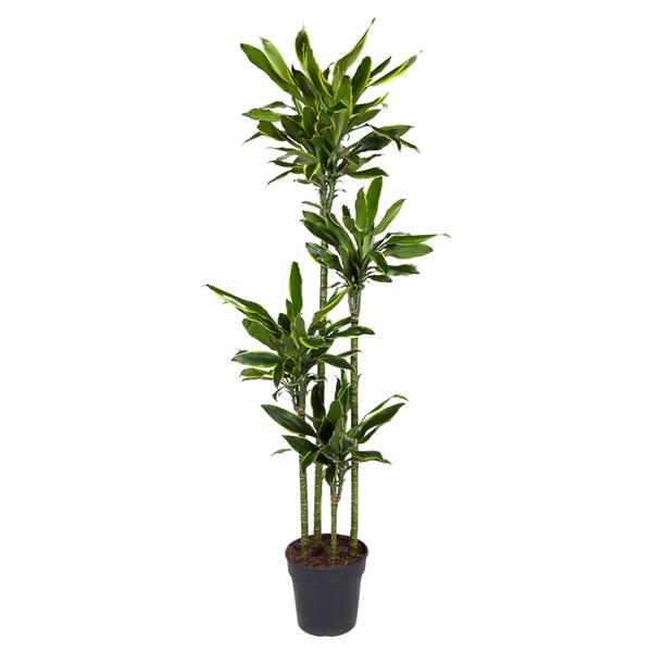 Tall indoor potted plant with several slim trunks and glossy green leaves in a black pot