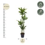 Tall potted indoor plant with a slim trunk and glossy green leaves, displayed beside a height scale marked 160–180 cm and a base diameter of 27 cm; care icons show half shade and watering once per week.
