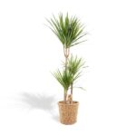 Tall Dracaena marginata in a wicker pot with two trunks and slender sword-shaped green leaves.