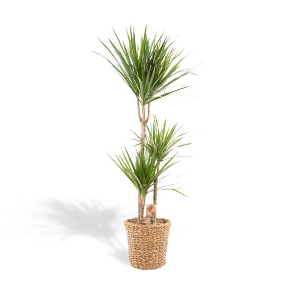 Tall Dracaena marginata in a wicker pot with two trunks and slender sword-shaped green leaves.