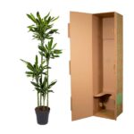 Tall rubber plant in a black pot beside an open brown cardboard shipping box.