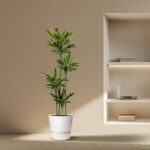 Tall green potted plant beside a built-in shelf with a laptop and books in a minimalist room.