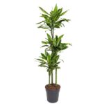 Tall indoor potted plant with multiple green-leafed stems (dracaena) in a dark pot.