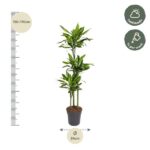 Tall potted indoor plant with three upright stems and glossy green leaves, about 150–170 cm tall, pot diameter 24 cm.