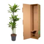 Tall green plant in a black pot beside an open cardboard shipping box, empty interior.