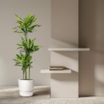 Tall leafy plant in a white pot sits beside a beige wall with two white floating shelves holding a small stack of books.