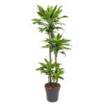 Tall potted dracaena houseplant with multiple slim trunks and dense green leaves in a dark pot