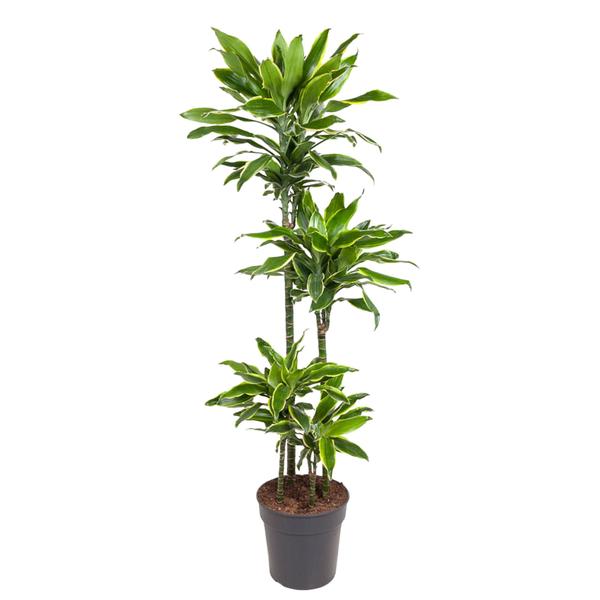 Tall potted dracaena houseplant with multiple slim trunks and dense green leaves in a dark pot