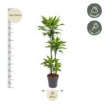 Tall potted indoor plant with leafy green stems, about 130–150 cm tall and 27 cm diameter at the base; shown with care icons indicating half shade and weekly watering guidance.