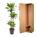Tall green houseplant in a gray pot beside an open brown cardboard shipping box.