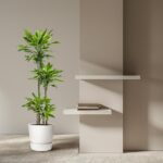 Tall potted plant beside a beige partition with two floating shelves and a small stack of books beneath the shelves in a modern living space.