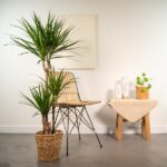 A woven potted plant with tall green fronds beside a wicker chair in a minimalist room. On the right, a small table with a plant, a bottle, and a textured cloth.