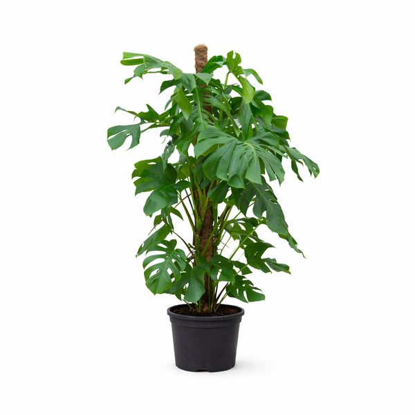 Monstera houseplant with large split leaves in a black pot on a white background