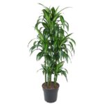 Tall potted Dracaena plant with multiple upright stems and glossy green leaves in a black planter.