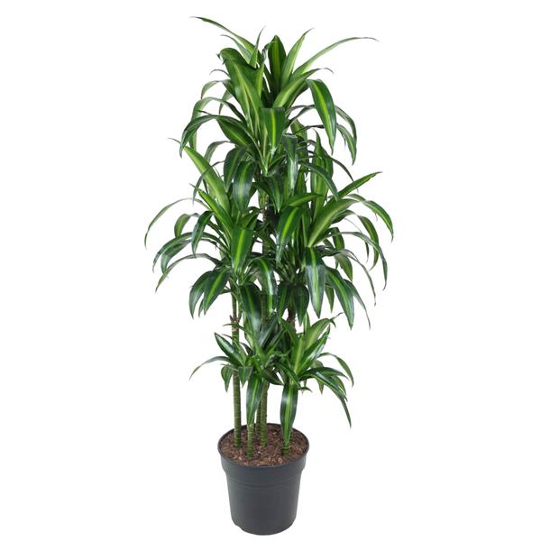 Tall potted Dracaena plant with multiple upright stems and glossy green leaves in a black planter.