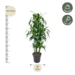 Tall green indoor plant (likely Dracaena) in a black pot, about 140–160 cm tall, with a 31 cm pot diameter; left shows height ruler and right shows care icons (half shade, water weekly).
