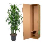 Tall potted dracaena plant beside an open cardboard shipping box.