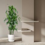 Tall green plant in a white pot sits beside a beige wall with two white floating shelves, a small stack of books on the lower shelf.