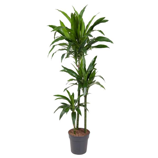 Tall potted Dracaena houseplant with multiple green, strap-like leaves in a dark gray pot and mulch top life-filled indoors.