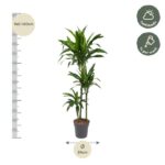 Tall potted houseplant (approx. 140–160 cm) with a 24 cm pot; care hints show half-shade and watering once per week.