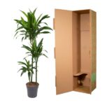 Tall potted dracaena plant next to an open brown cardboard shipping box.