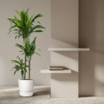 Tall green plant in a white pot beside a beige wall with two floating white shelves and a small stack of books on the lower shelf.