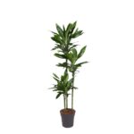 Tall potted green indoor plant with multiple slender trunks and glossy leaves in a dark pot