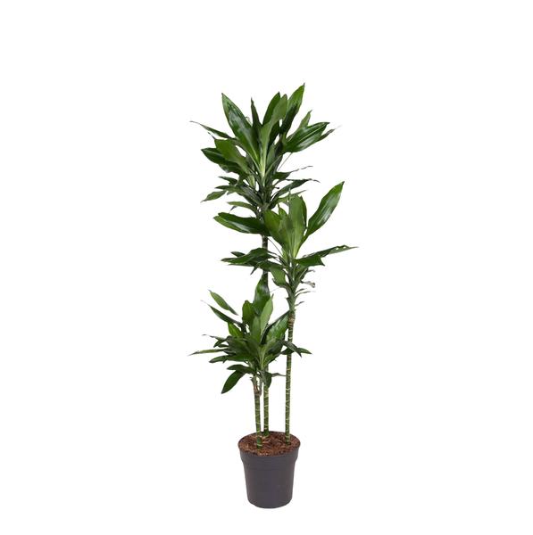 Tall potted green indoor plant with multiple slender trunks and glossy leaves in a dark pot